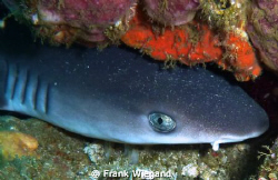 3 ft reef shark in cave, off the Island of Komodo, Indone... by Frank Wiegand 